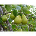 2021 New Harvest Low Price Fresh Sweet Yellow Fragrant Pear